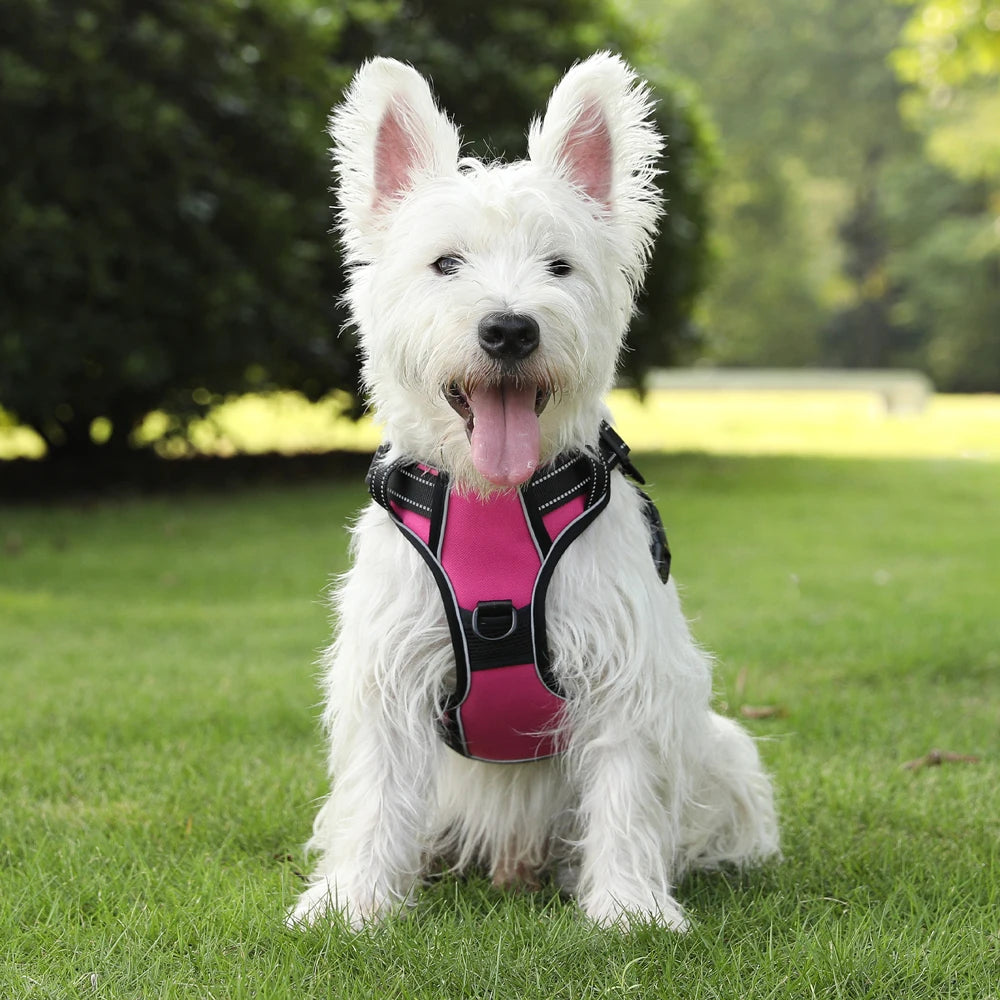 Dog Harness